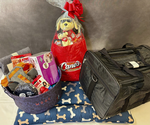 Cane’s, Coneys, & Canine Set 