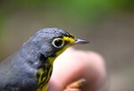 Canada Warbler