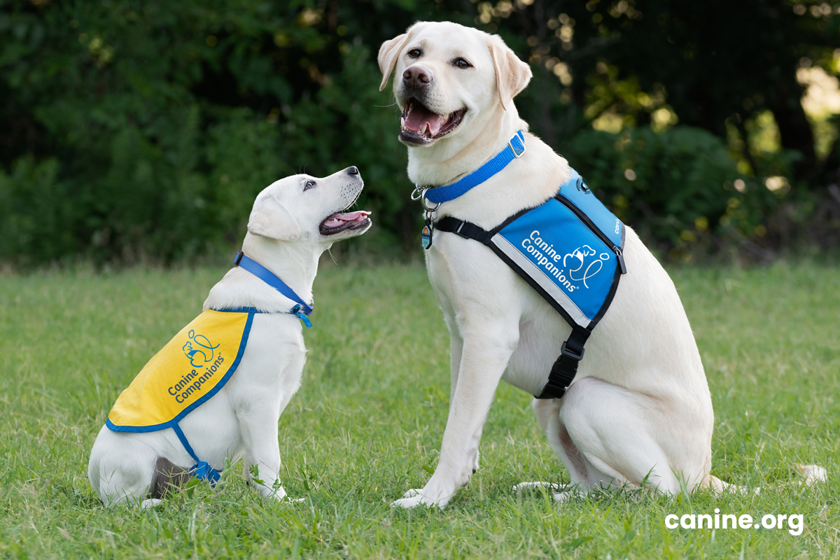 Bond Beyond Words: Canine Companions' Heartwarming Duo