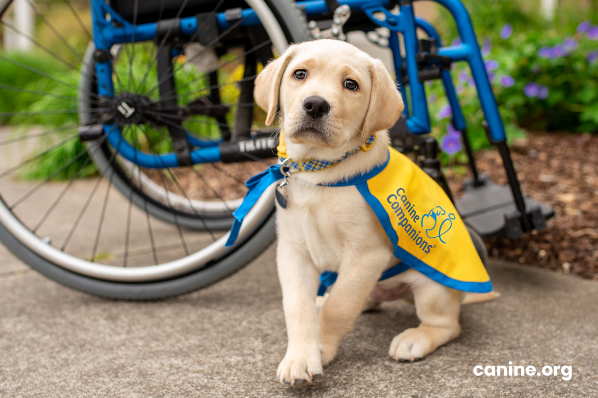 Training for Independence: A Canine Companion's Promise