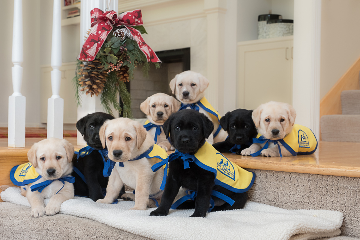 Future Canine Companion Service Dogs