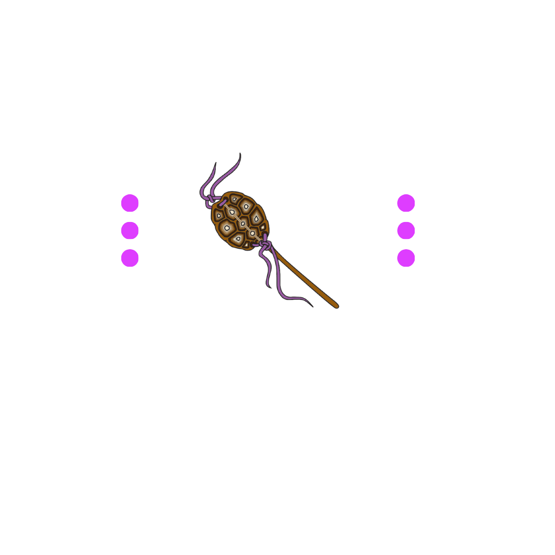 Chickasaw Foundation
