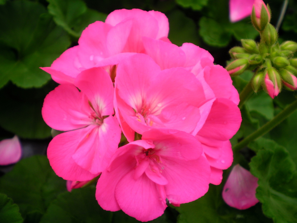 Cherry Rose Geranium