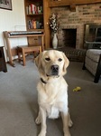 Clyde