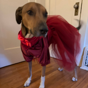 Clyde's first outfit!