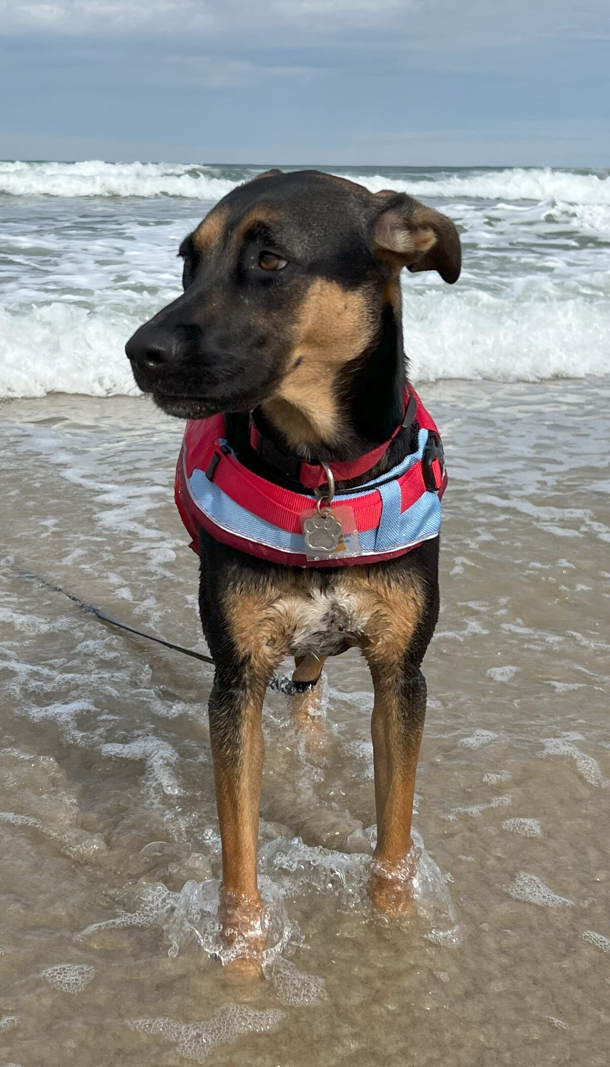 Coco enjoying the Atlantic waters....