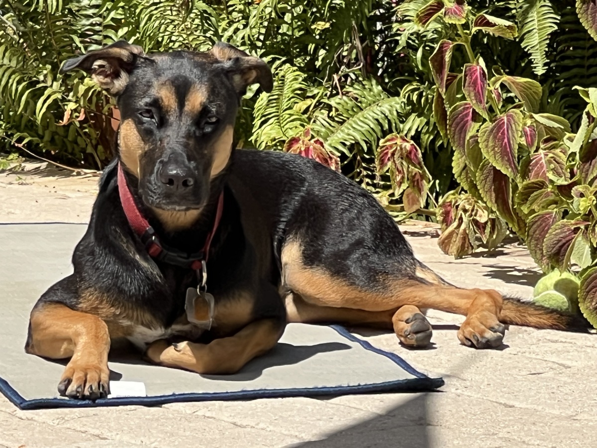 Coco chilling in the sun....