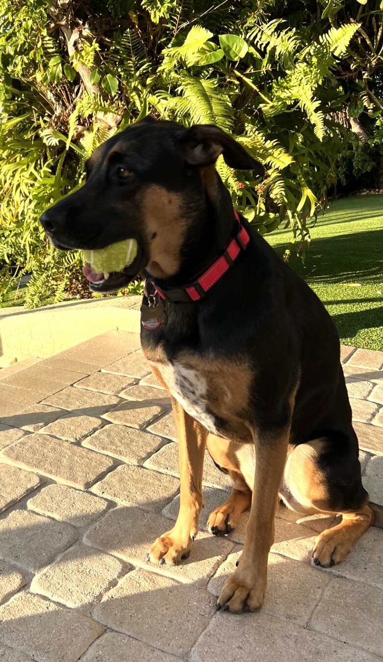 Guarding her ball...