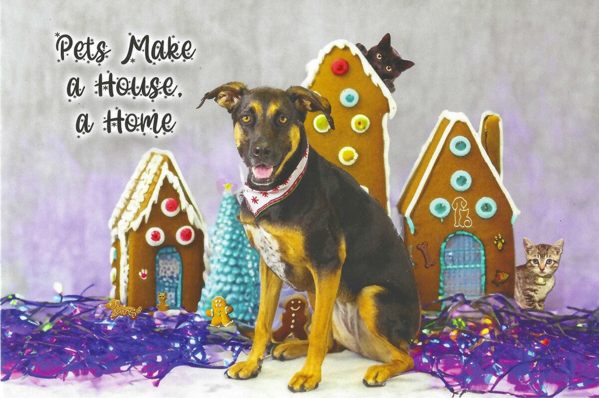 Her Humane Society Christmas card...