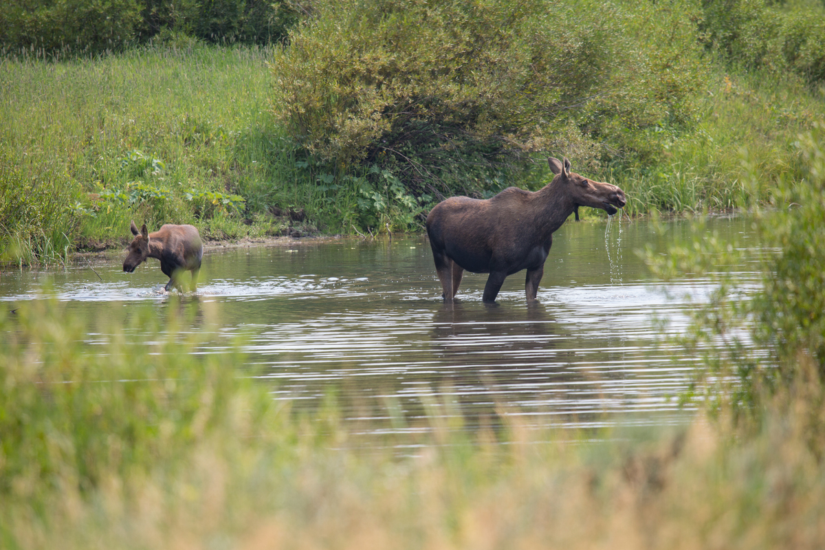 Moose cow and calf in the Gallatin River, Yellowstone