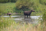 Moose cow and calf in the Gallatin River, Yellowstone