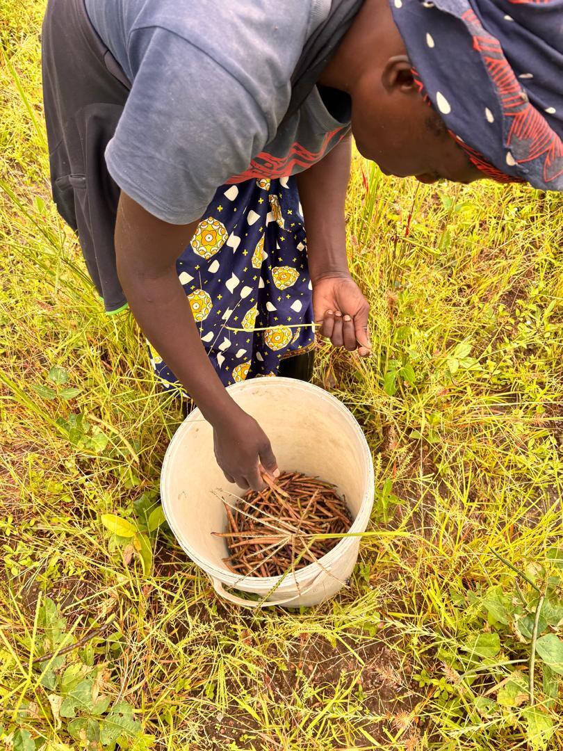Cowpea Harvest