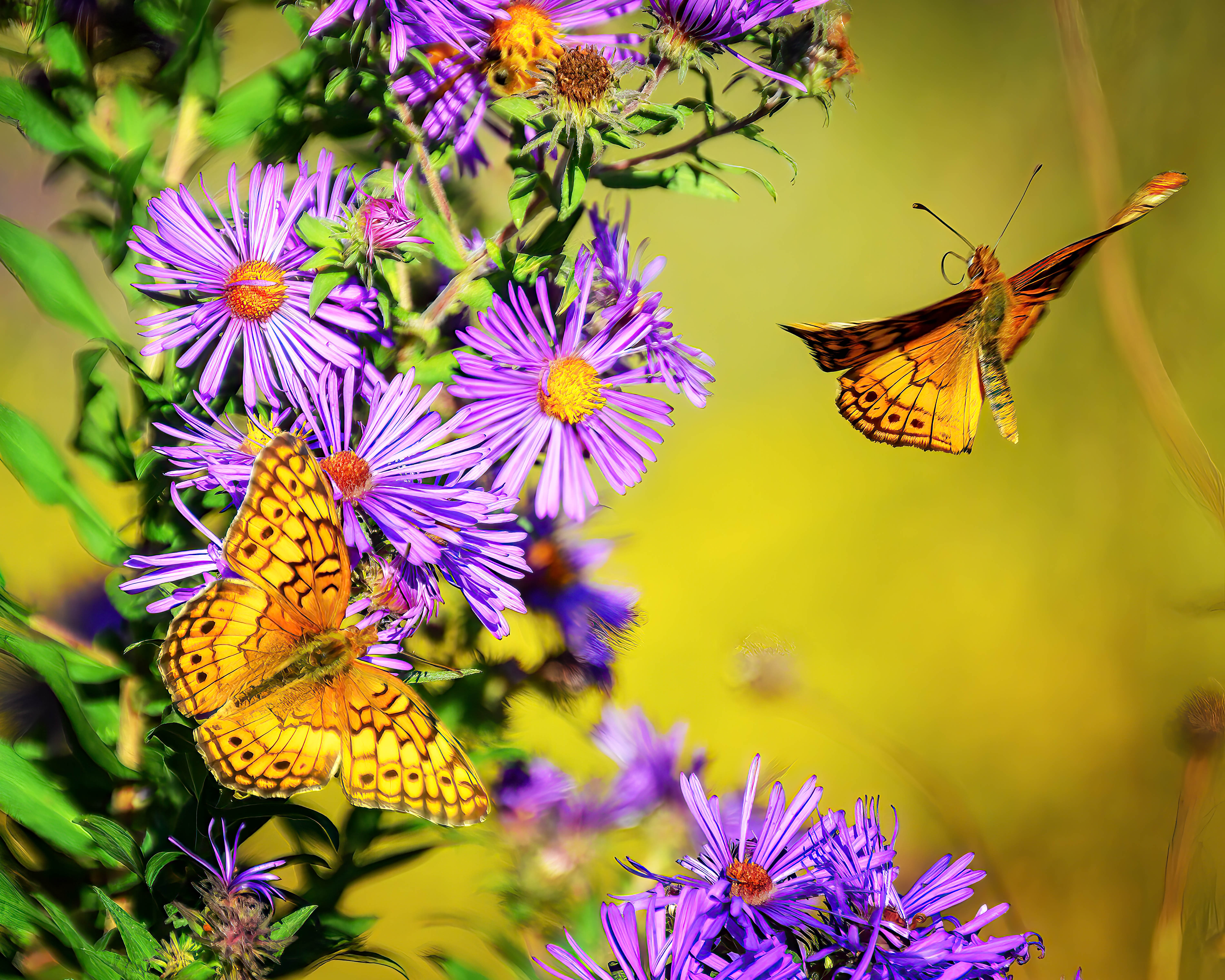 Dance of the Aster Fairies | Blake Goll