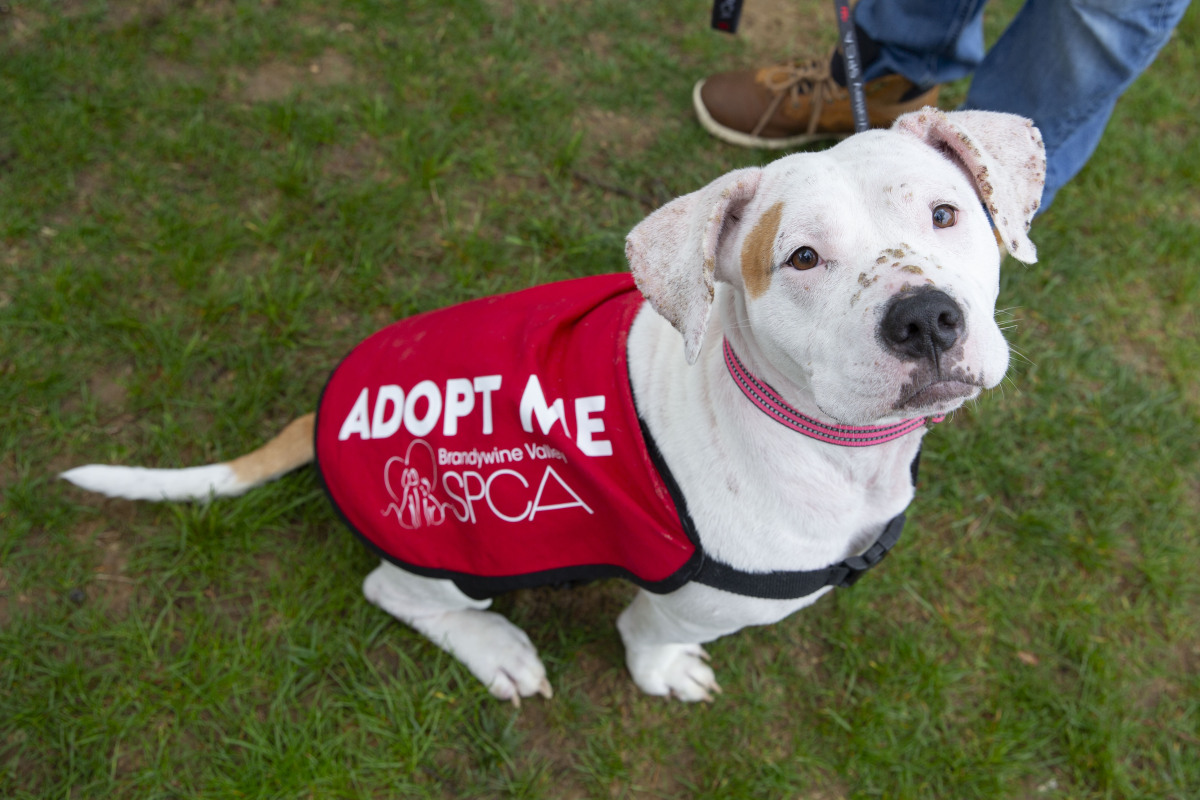 Meet Your New Forever Friend!