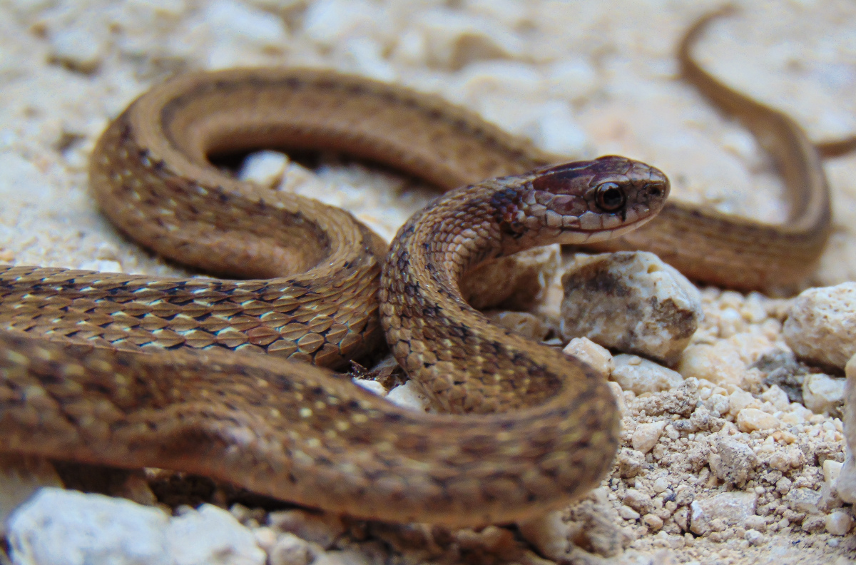 Dekay's brown snake