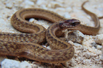 Dekay's brown snake