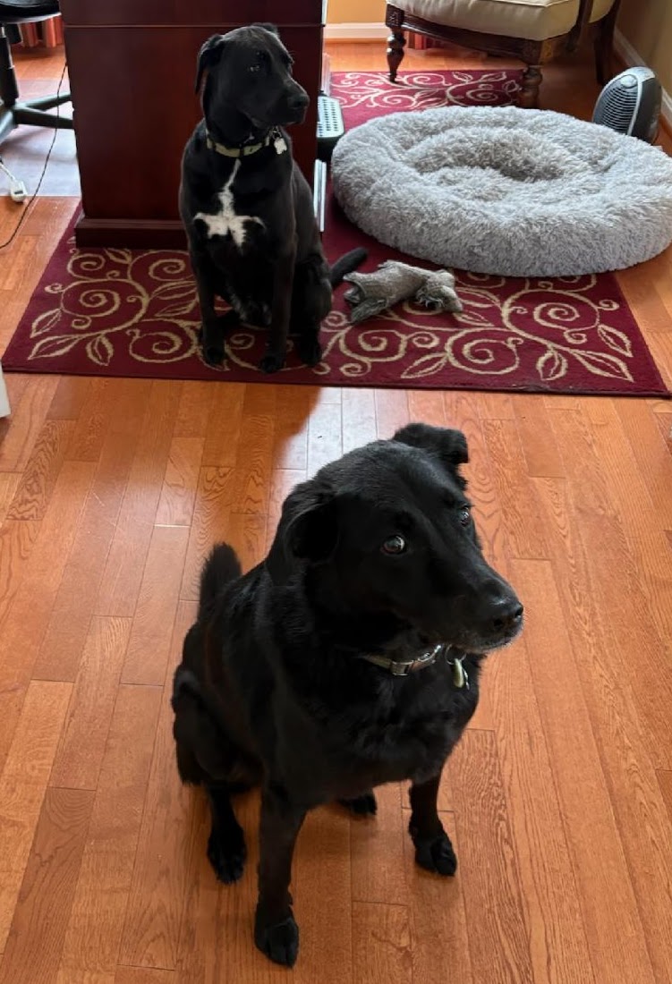 Dogs.jpg