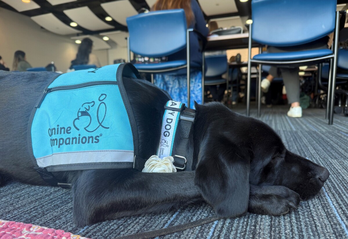 Dottie, Therapy Dog