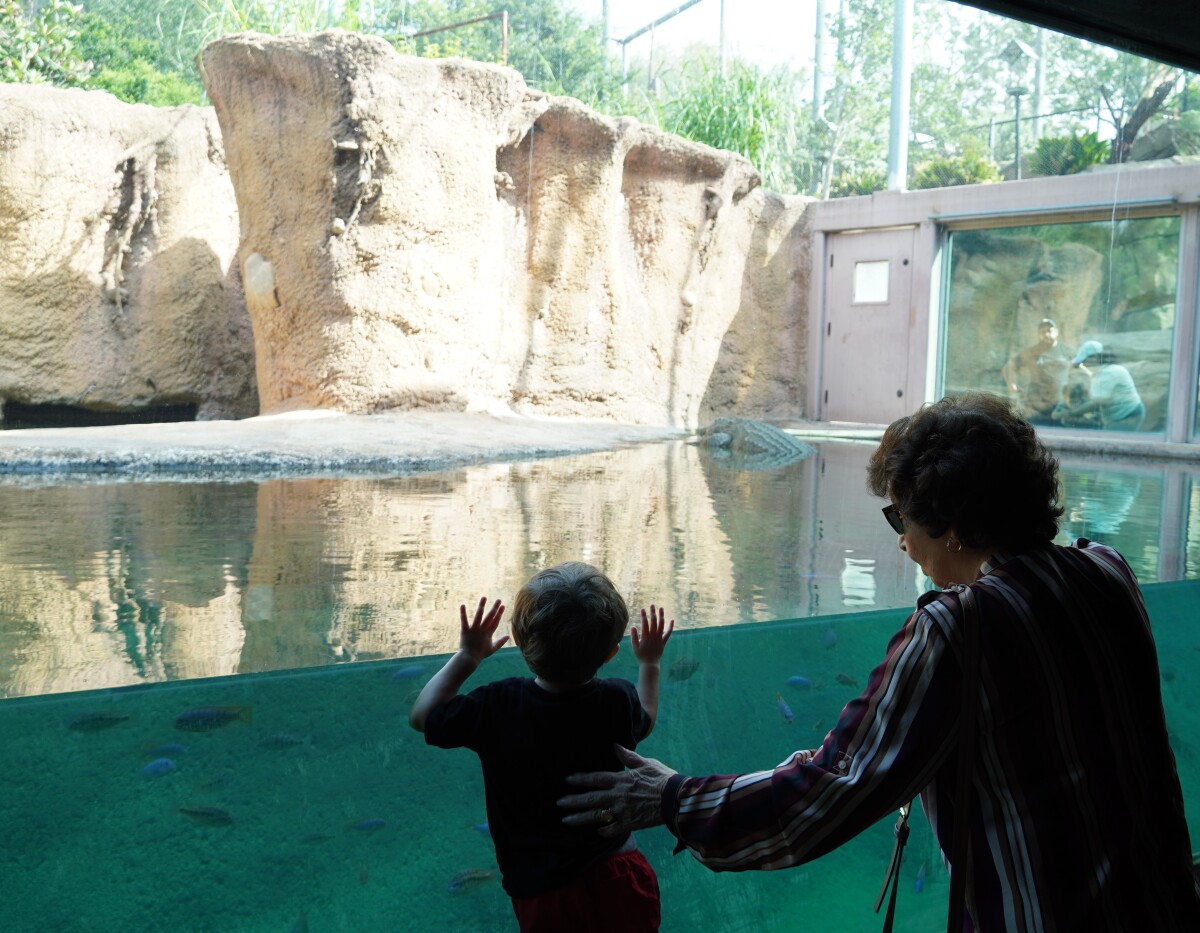 Showing Nana the Alligator