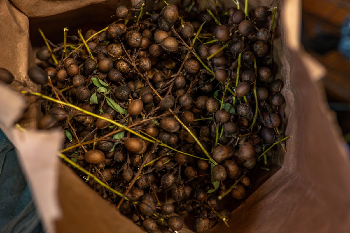 Small Seeds, Lasting Impact