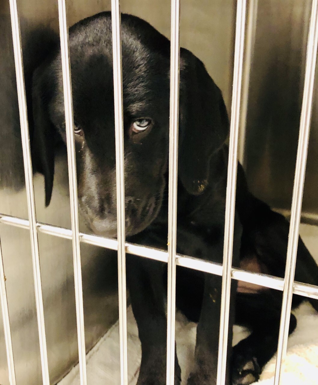 Duke Before Adoption