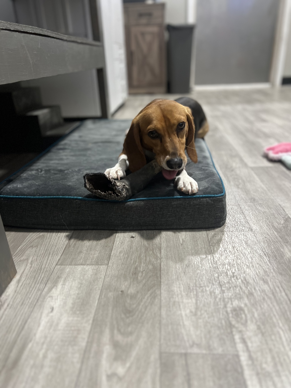 Chews Chews and More Chews