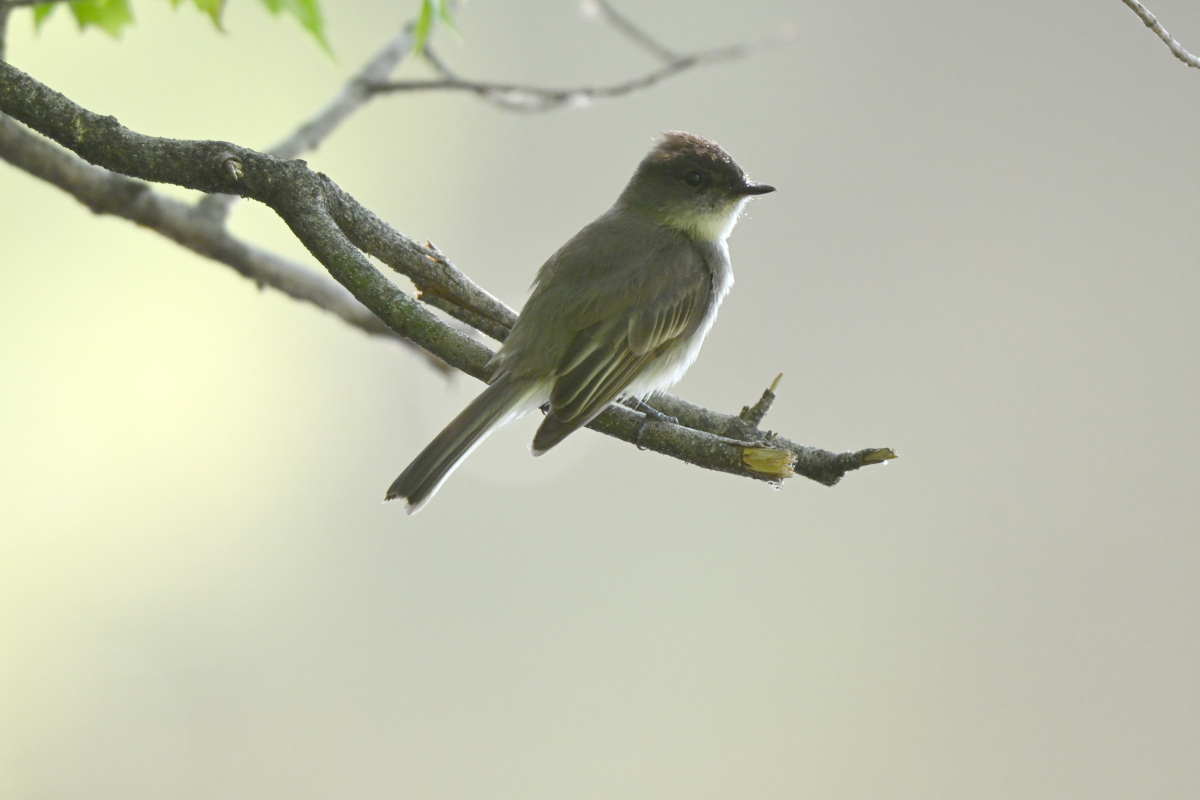 Eastern Phoebe