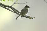 Eastern Phoebe