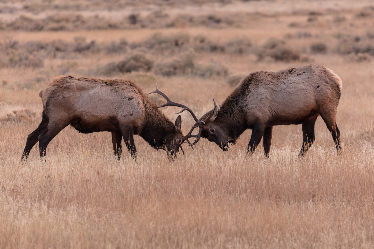 Elk sparring near the North Entrance of Yellowstone