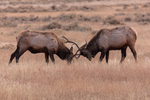 Elk sparring near the North Entrance of Yellowstone