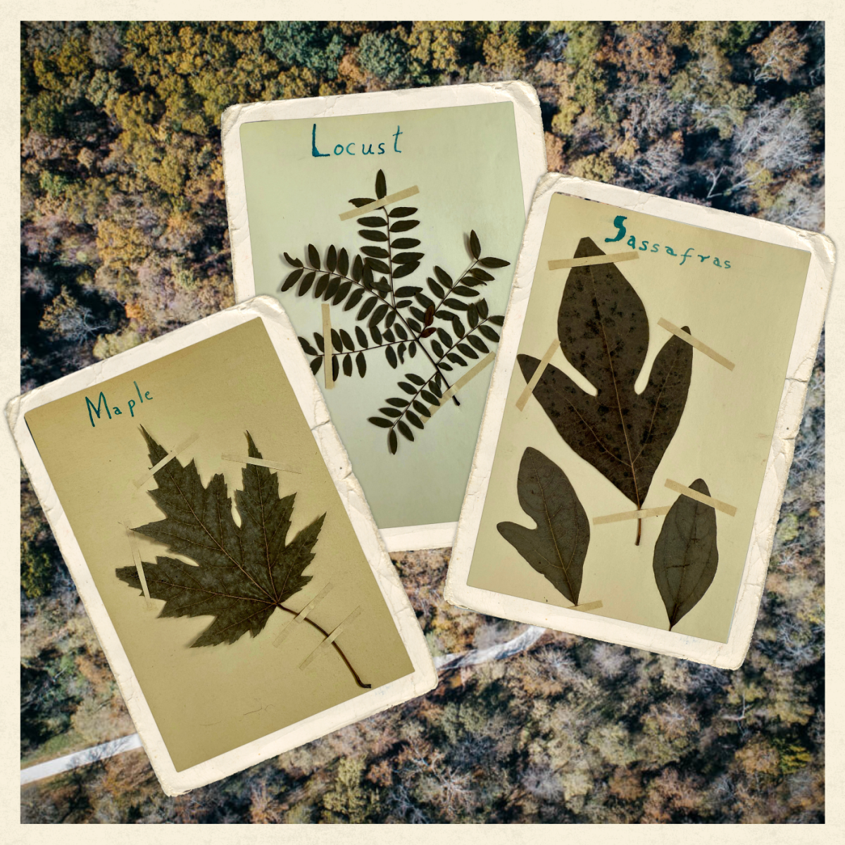 Esther's Love of the Woods