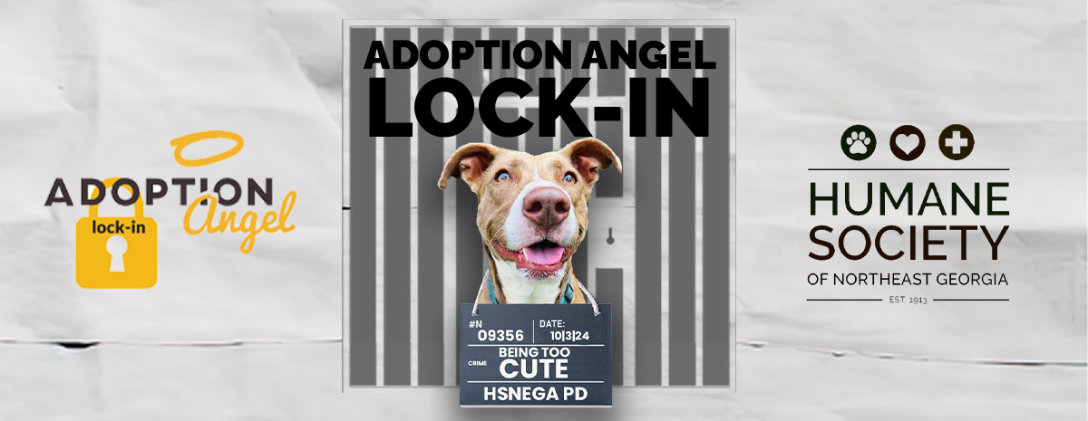 Adoption Angel Lock In