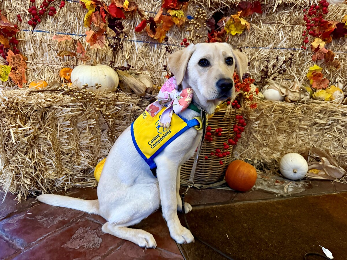 Fenella, Future Service Dog