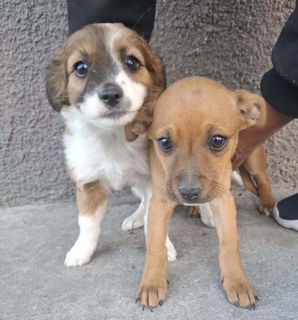 Fern & Ivy rescued from the streets at 8 weeks old