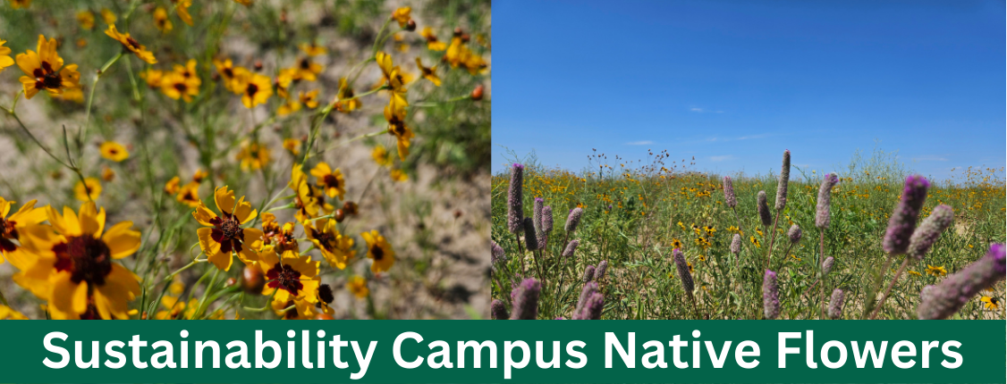 Sustainability Campus Flowers