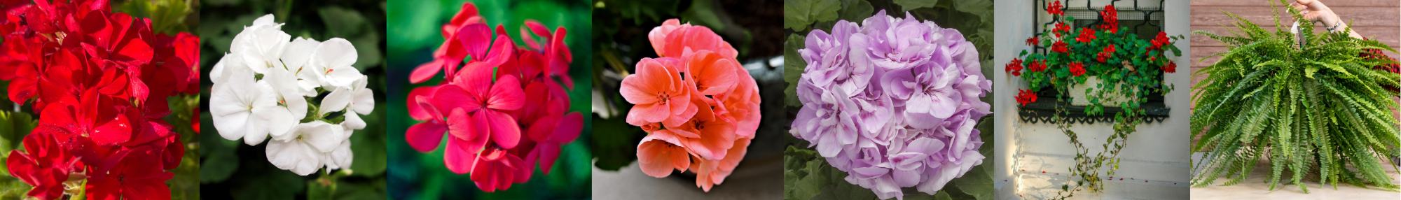 21st Annual Petal Pushers Geranium Sale