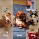 My Henrico Humane foster dogs