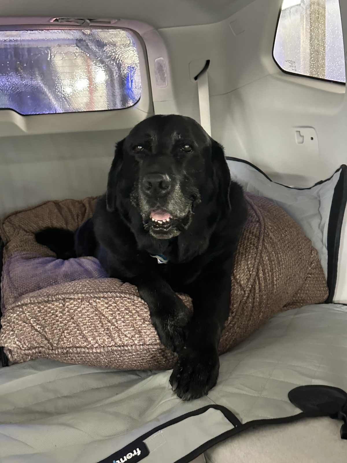 Facility Dog, Foster, thanks for your sponsorship!
