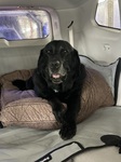 Facility Dog, Foster, thanks for your sponsorship!