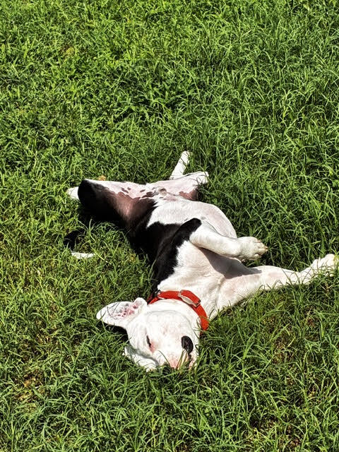 Our BVSPCA baby!