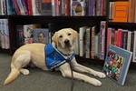 Pupppy 17 Gator V on a outing during professional training to a book store