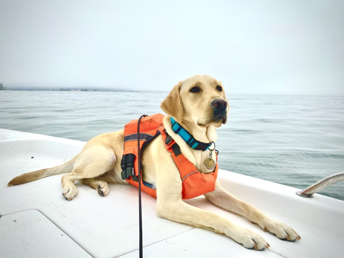 Gertie, Therapy Dog