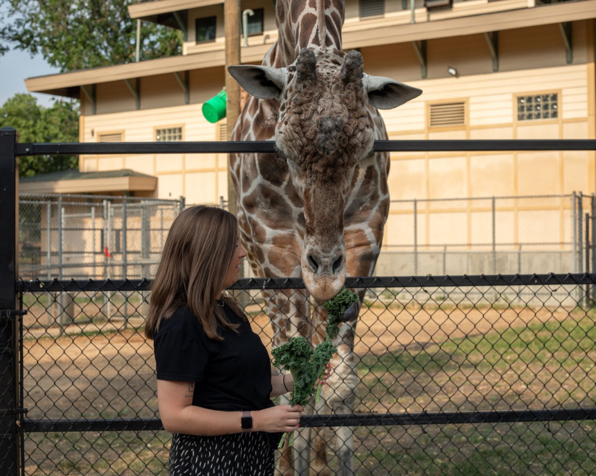 Giraffe Feedings