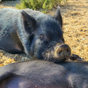 Gretel and her piglets