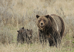 Grizzly sow and cubs near Fishing Bridge, Yellowstone
