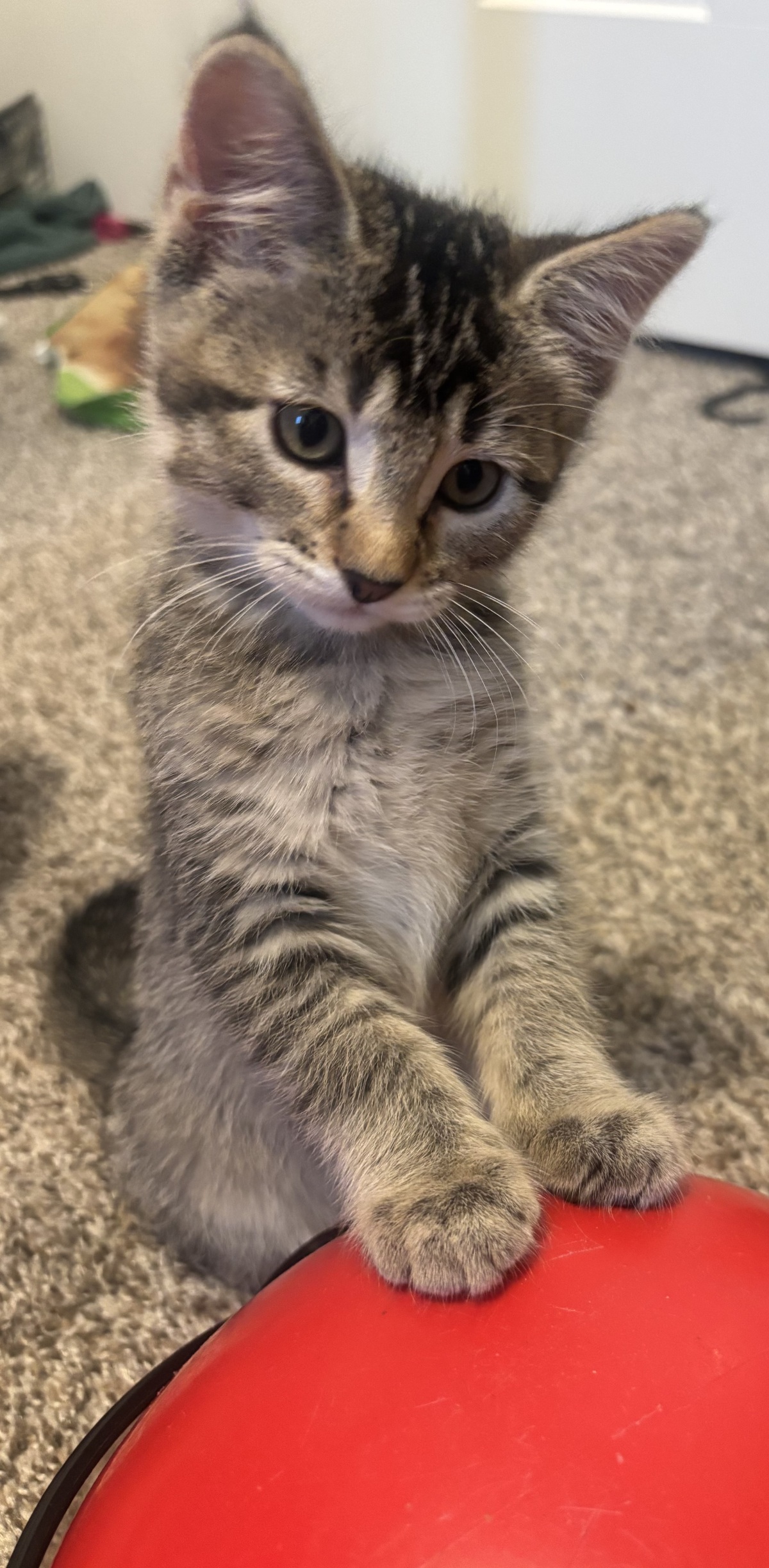 Guppy - one of our recent fosters.