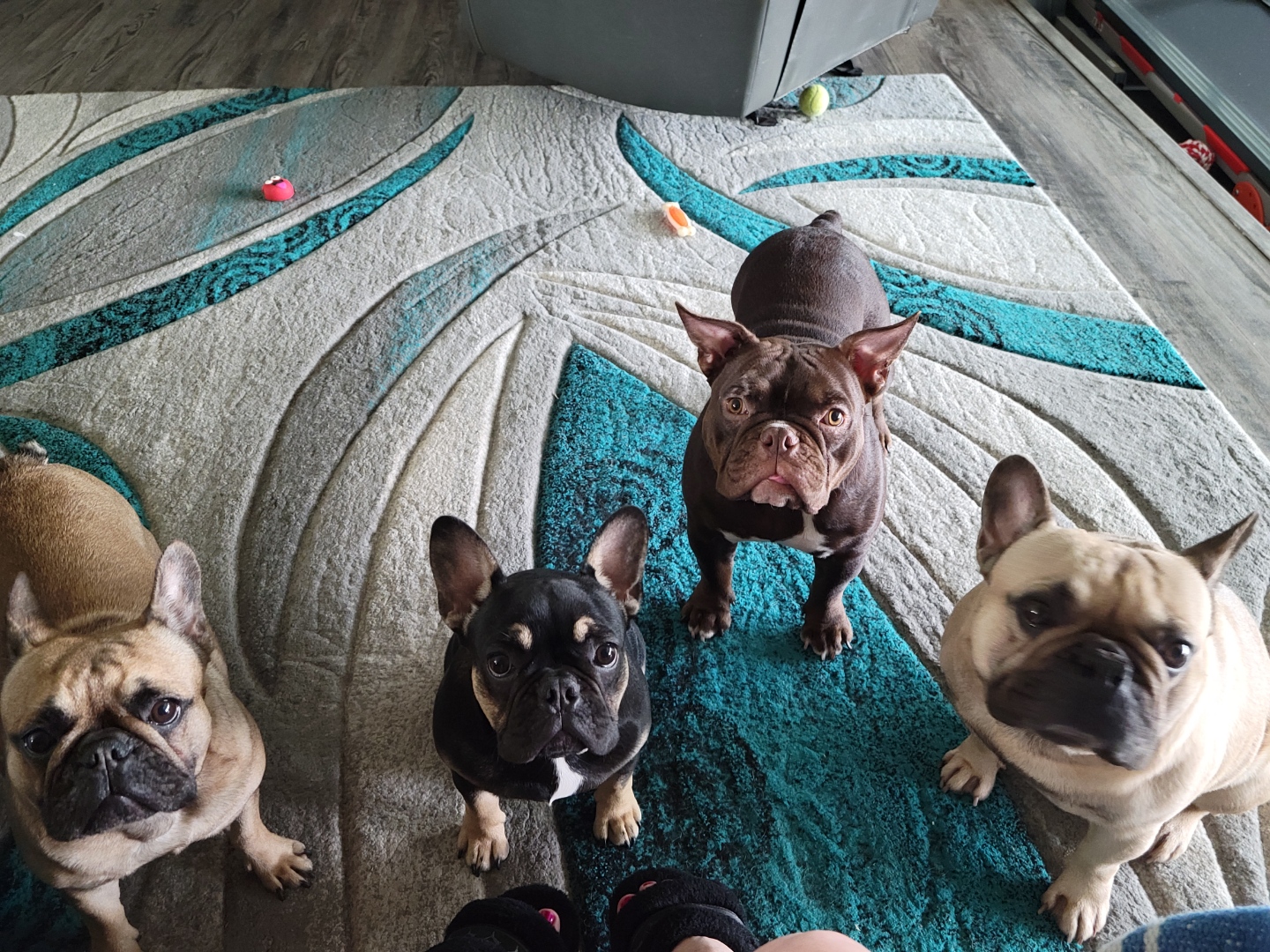 GYPSY, SHAGGY, MOCHA & JACK JACK