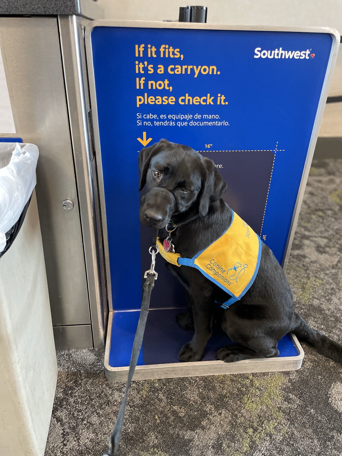 I fit! Going on my first flight. Service dogs need to be able to go anywhere with their handlers.