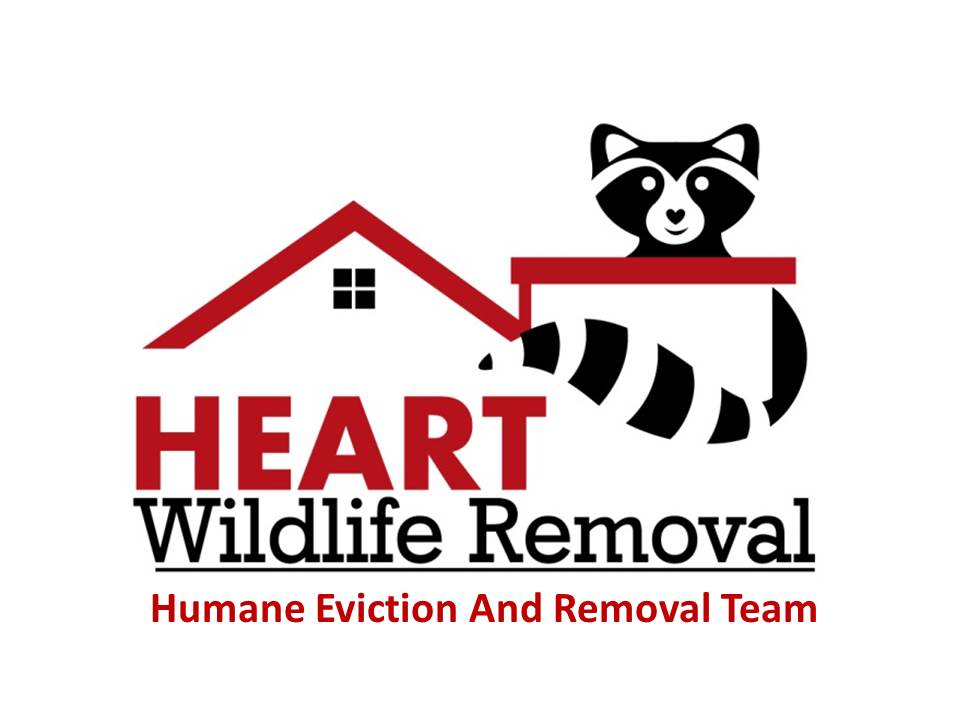 HEART Wildlife Removal