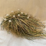 Heather Cherry, Prairie Mound